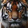 tiger.libay