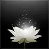 thaiphien_215