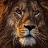 animal.new.wild