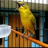 www.magetan.fanz