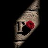 tauhida.chowdhury00