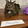 moryfal