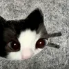 notmeok11
