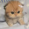 naylala043
