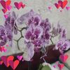 orqudea481