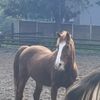 the_horsegirl1