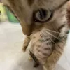 blocklia_yeeps