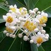 zin.mar.aung3337