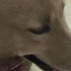 maxelcaninodorado