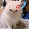 ongnoimaynekz