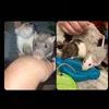simbanratsx20