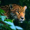 Animals Life Series