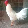 .dng.g4