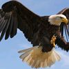 zuhair.elmalek