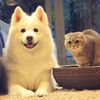 gy_lovepets