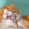 2ginger_cat
