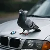 ender_kotik