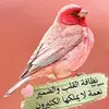.abo.mazen8