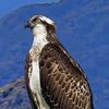 alialqarni_5953