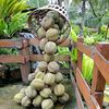 singoleo05