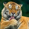 tuscan.tiger