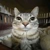 gato.o3