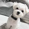 ほこたん☁️ྀི