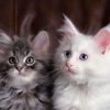 user10410612040975