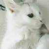 amiya_971