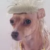 lacoltustrazi
