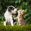 jackanimalshelter