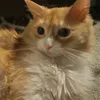 amardied