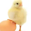 ....___._._..___