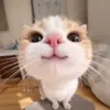 ...hplp