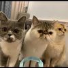 cats.family27