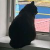 slybunny_1