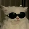 Кот Антидот ᕕ( ᐛ )ᕗ