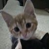 catlover2218