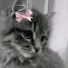 reny_renyy