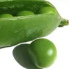 cilantroco