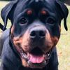 rottiexena