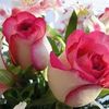 usman.mand62