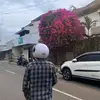 davidrangga1