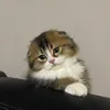 Millie_muffy