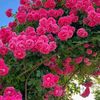 user20602808198213