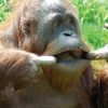 orangutanlive