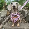 barbiethedappledachshund