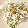 flower.daisy71