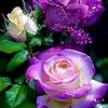 danyrjma7867