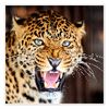 Animals Scenes